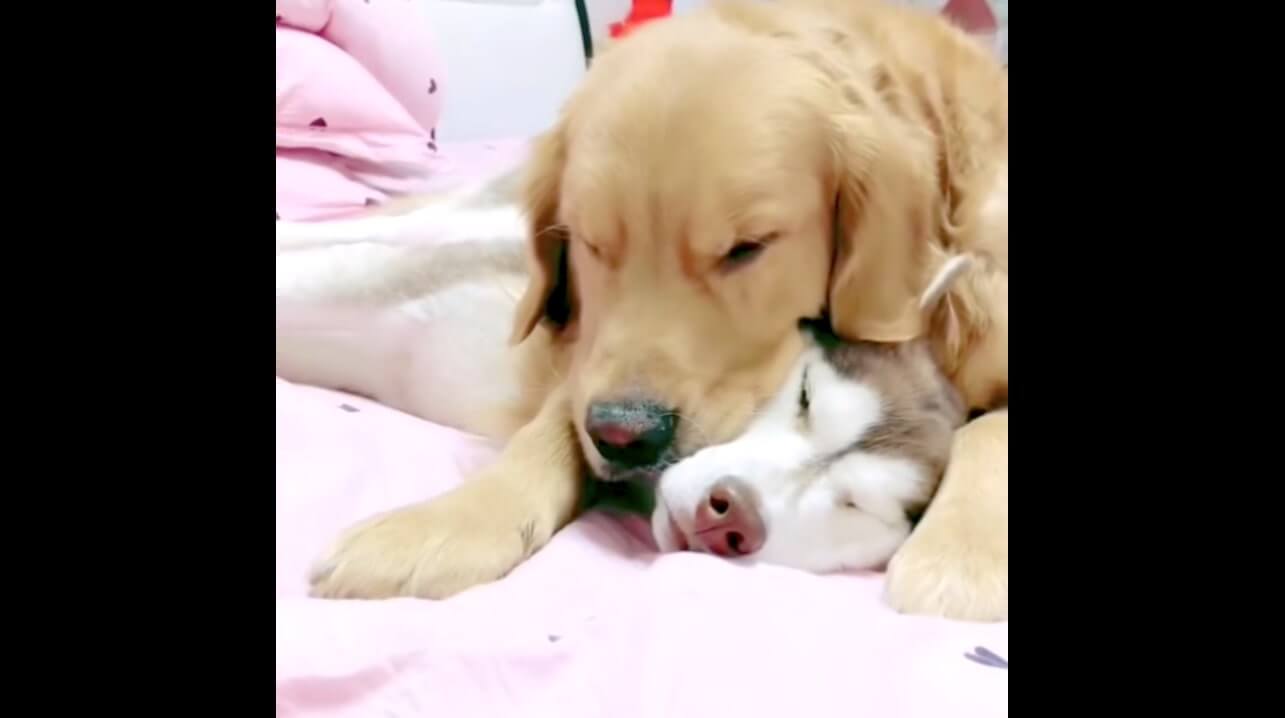 ゴールデンレトリーバー,動画