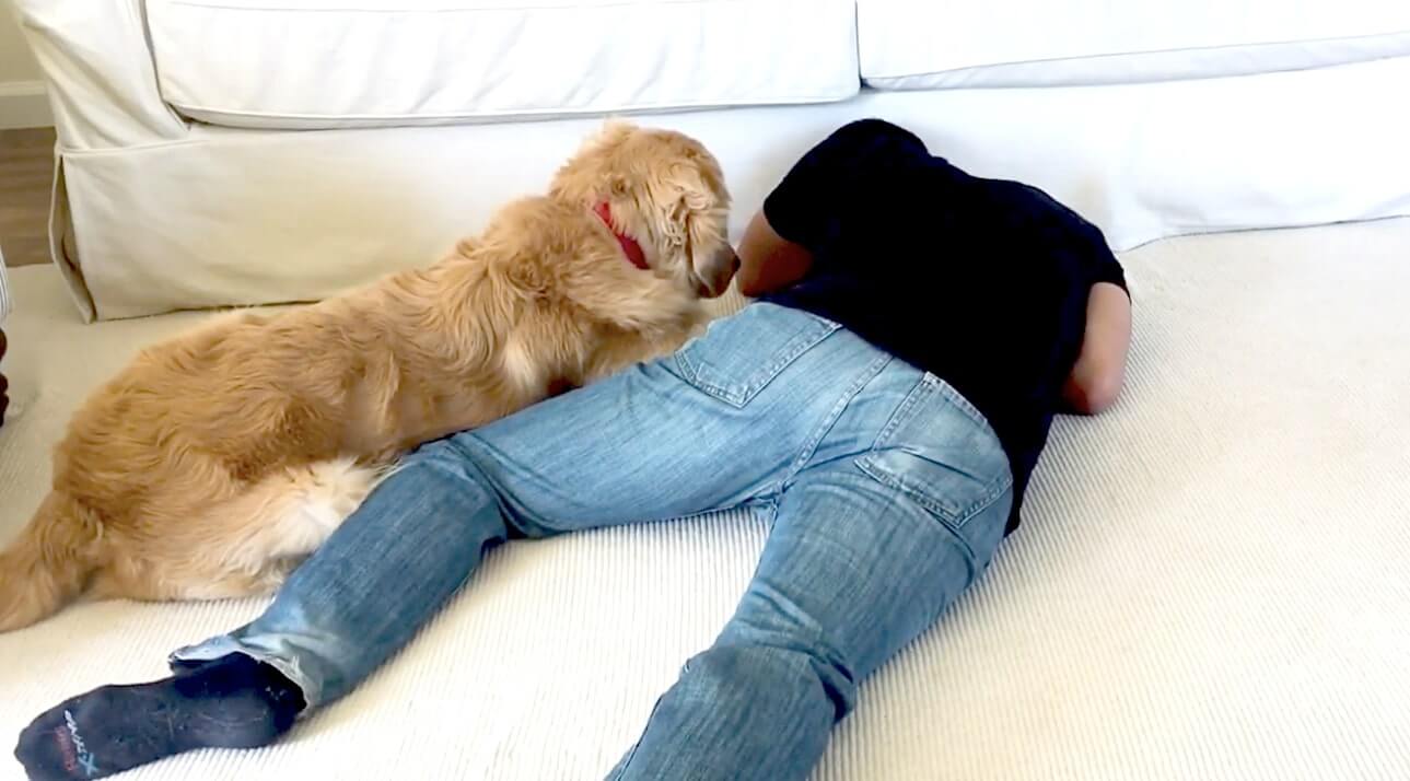 ゴールデンレトリーバー,動画