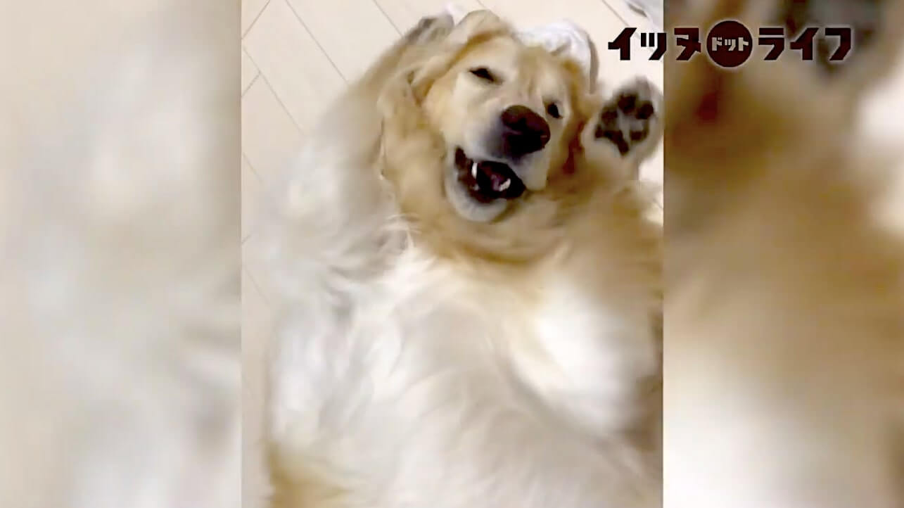 ゴールデン,動画,イッヌドットライフ