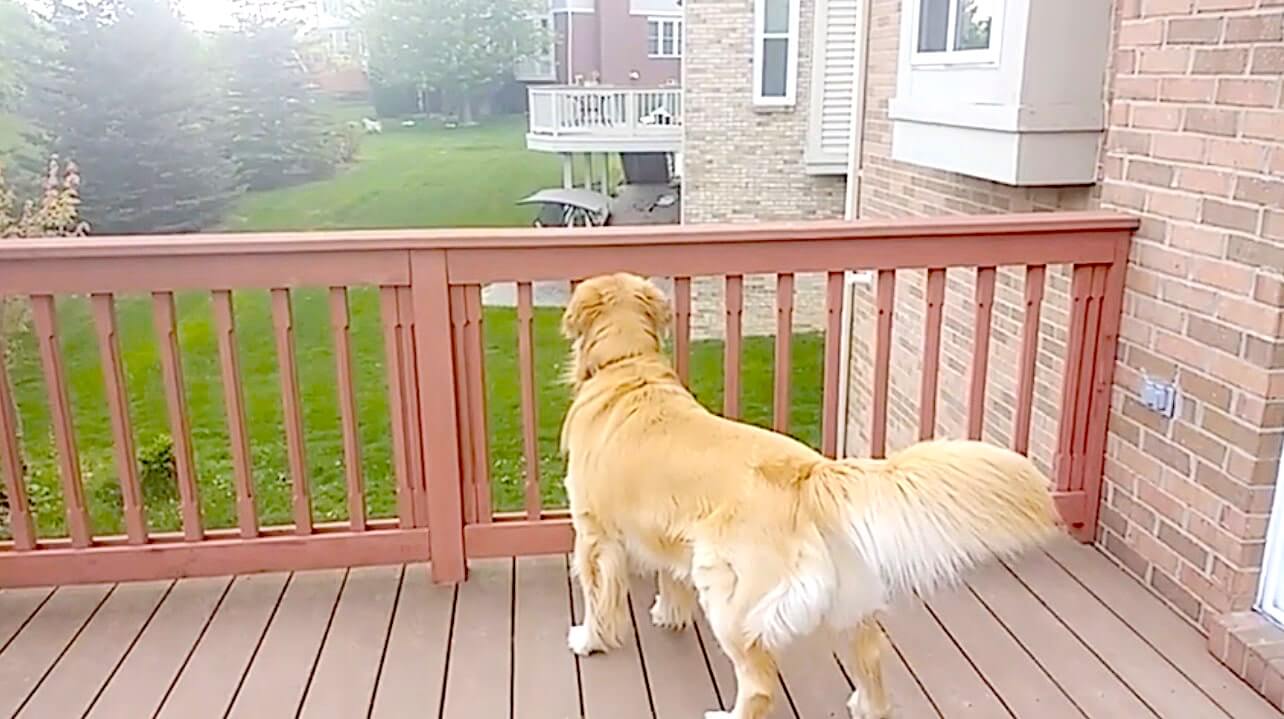 ゴールデンレトリーバー,動画