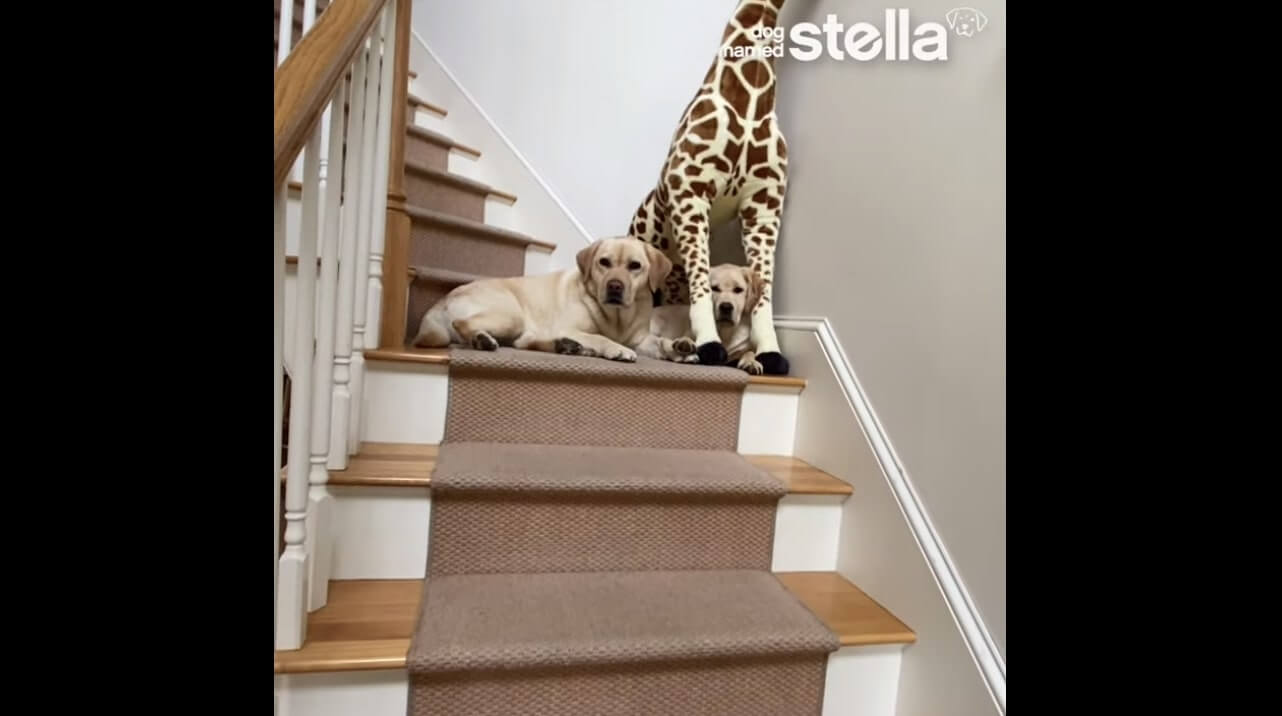 ラブラドールレトリーバー,動画