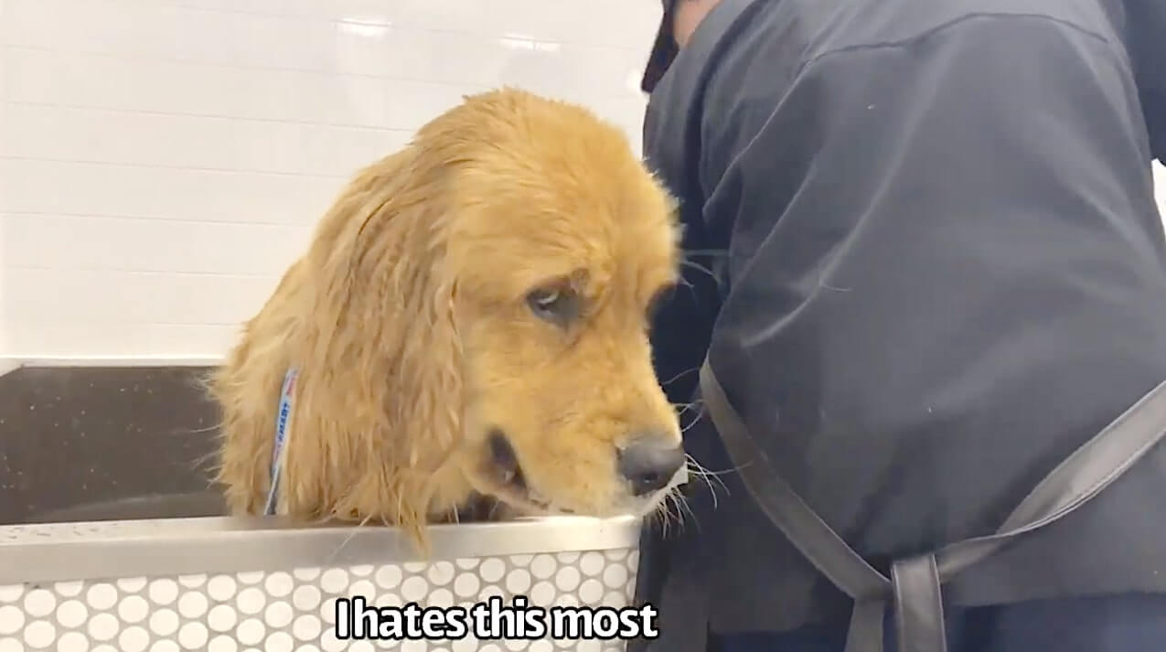 ゴールデンレトリーバー,動画