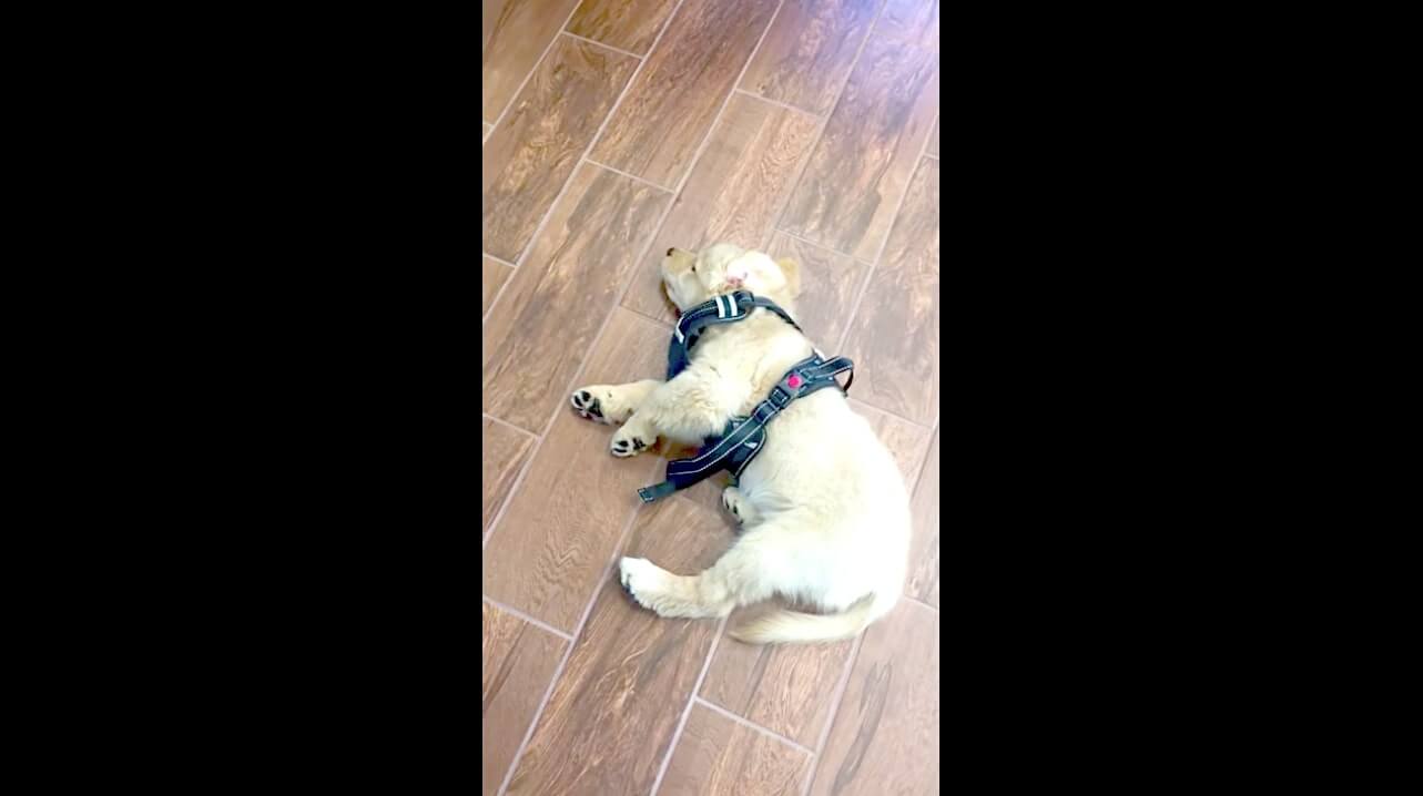 ゴールデンレトリーバー,動画