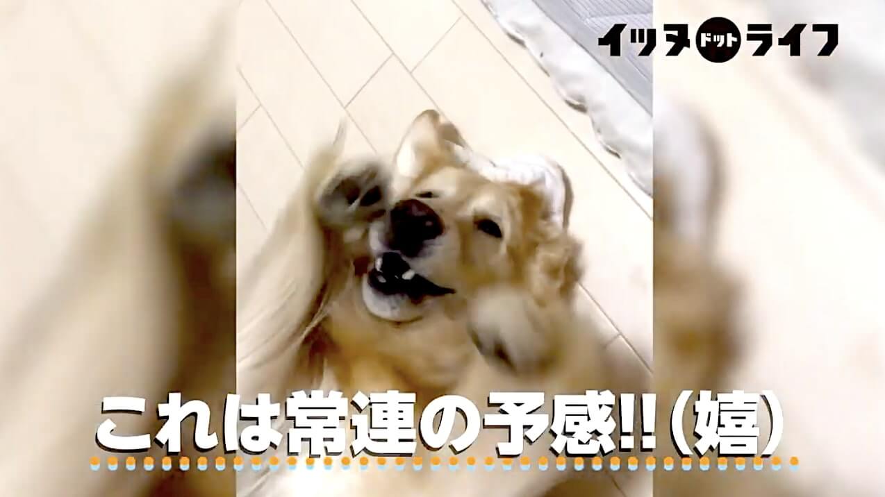 ゴールデン,動画,イッヌドットライフ