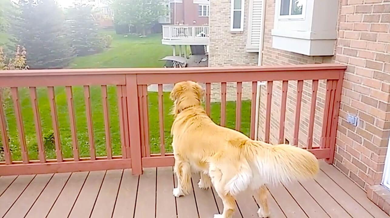 ゴールデンレトリーバー,動画