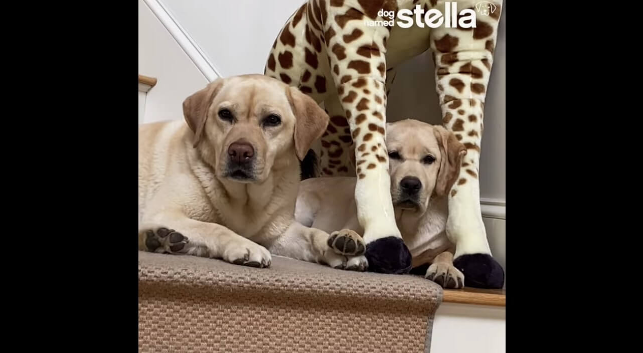 ラブラドールレトリーバー,動画