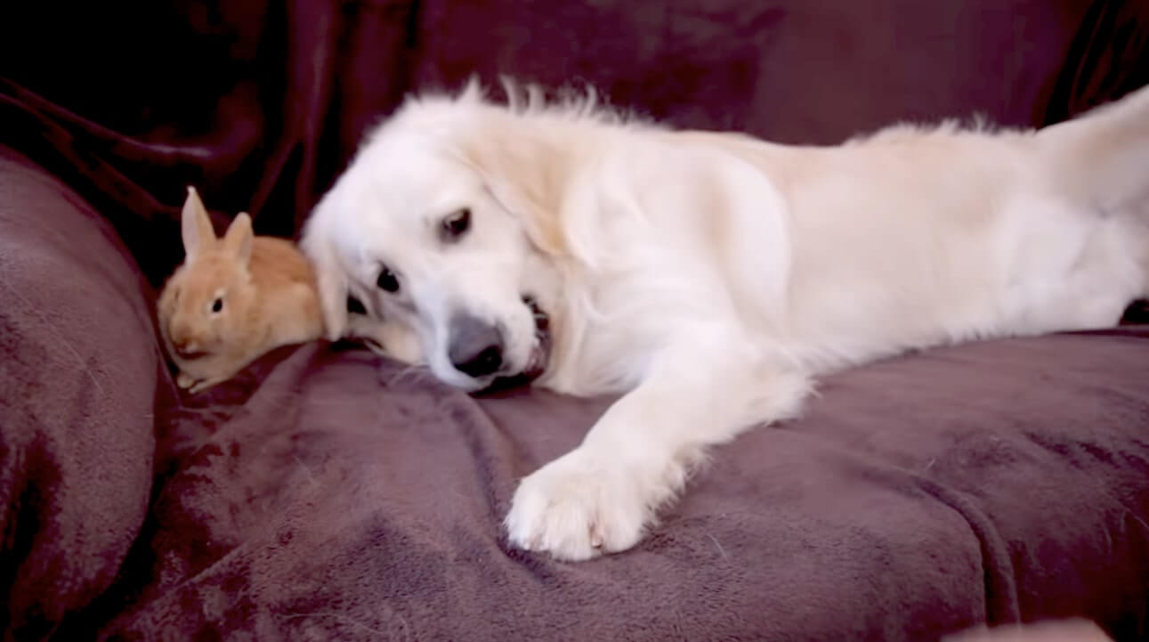 ゴールデンレトリーバー,動画