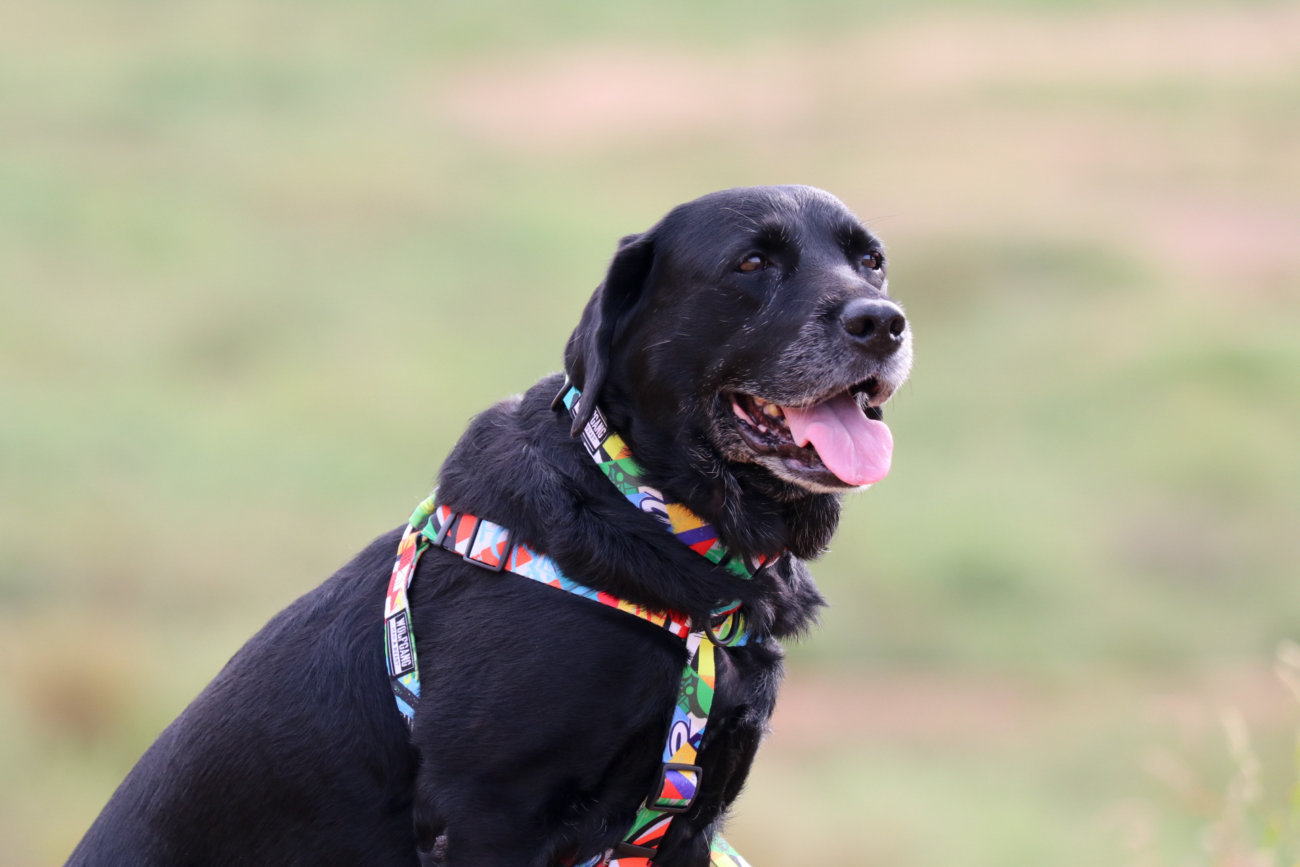 レトリーバー,ウルフギャング