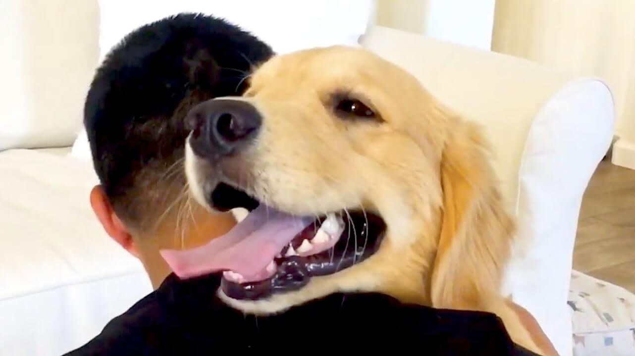 ゴールデンレトリーバー,動画