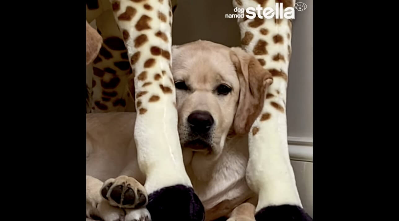 ラブラドールレトリーバー,動画