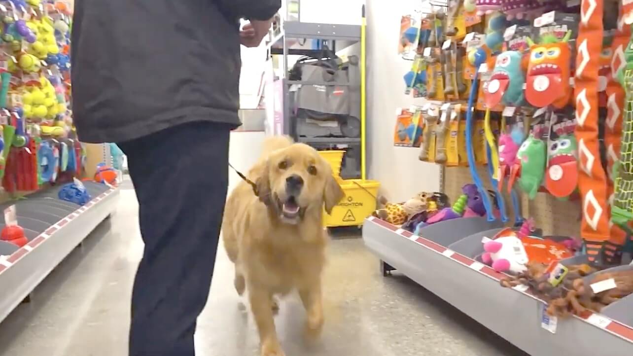 ゴールデンレトリーバー,動画