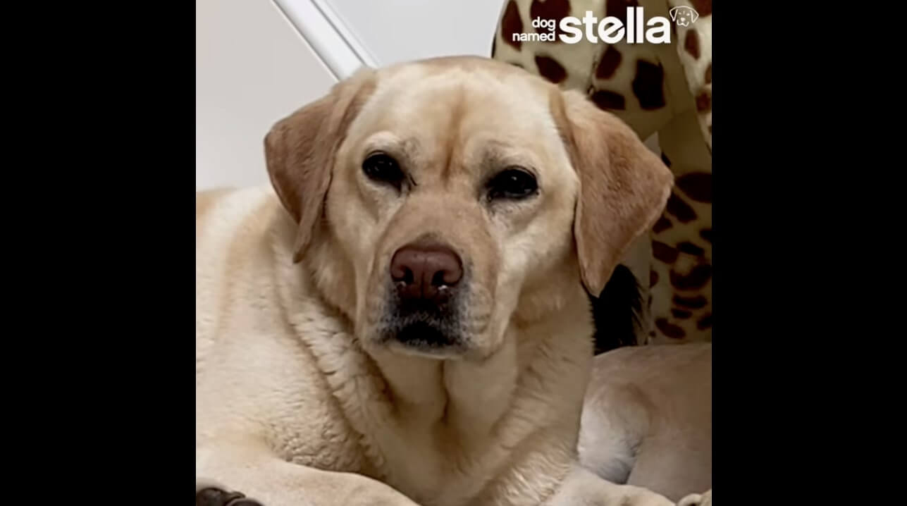 ラブラドールレトリーバー,動画