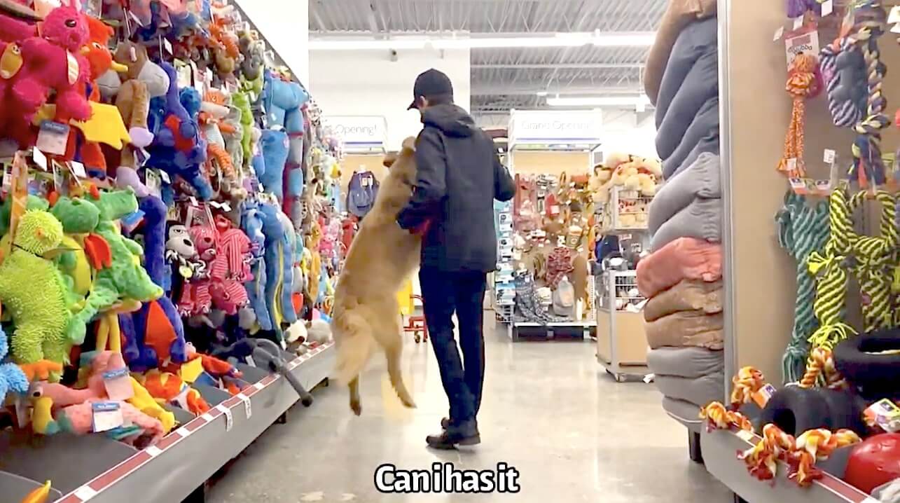 ゴールデンレトリーバー,動画