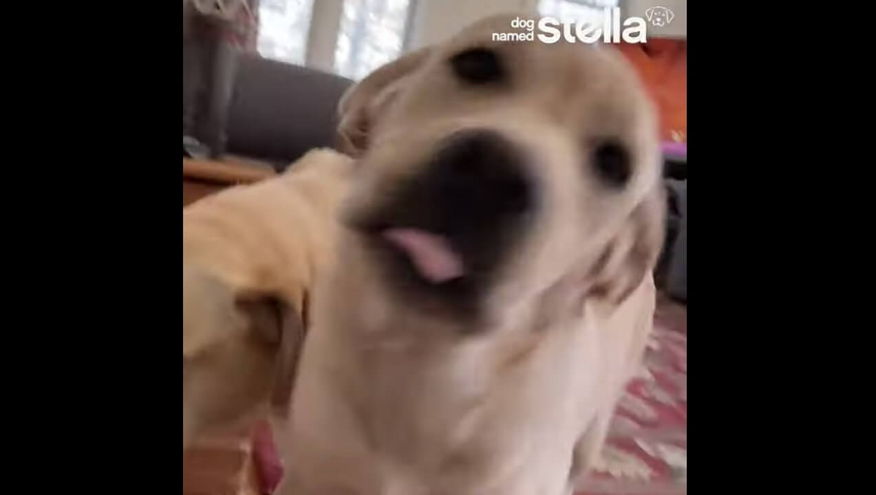 ラブラドールレトリーバー,動画