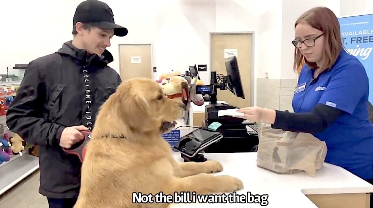 ゴールデンレトリーバー,動画