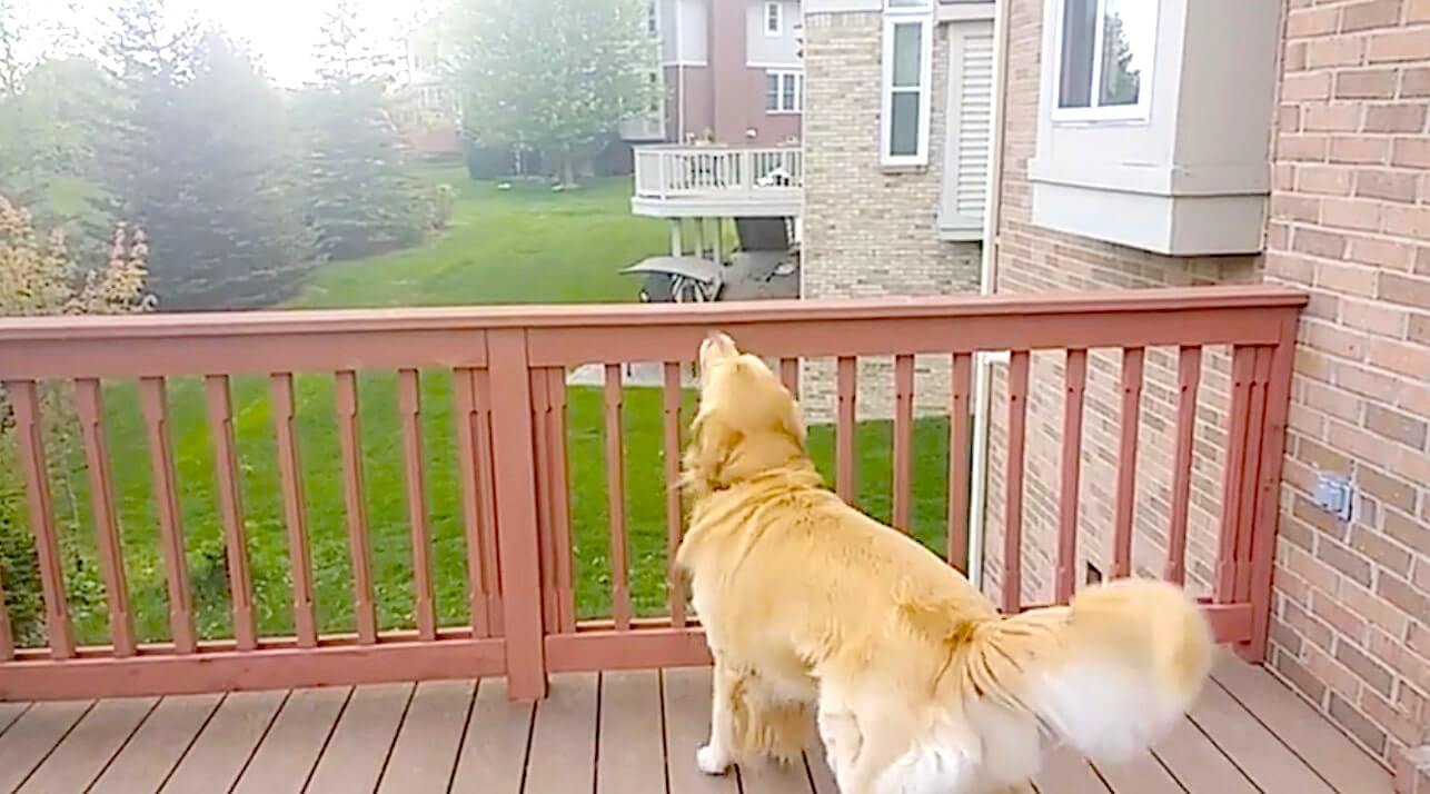 ゴールデンレトリーバー,動画