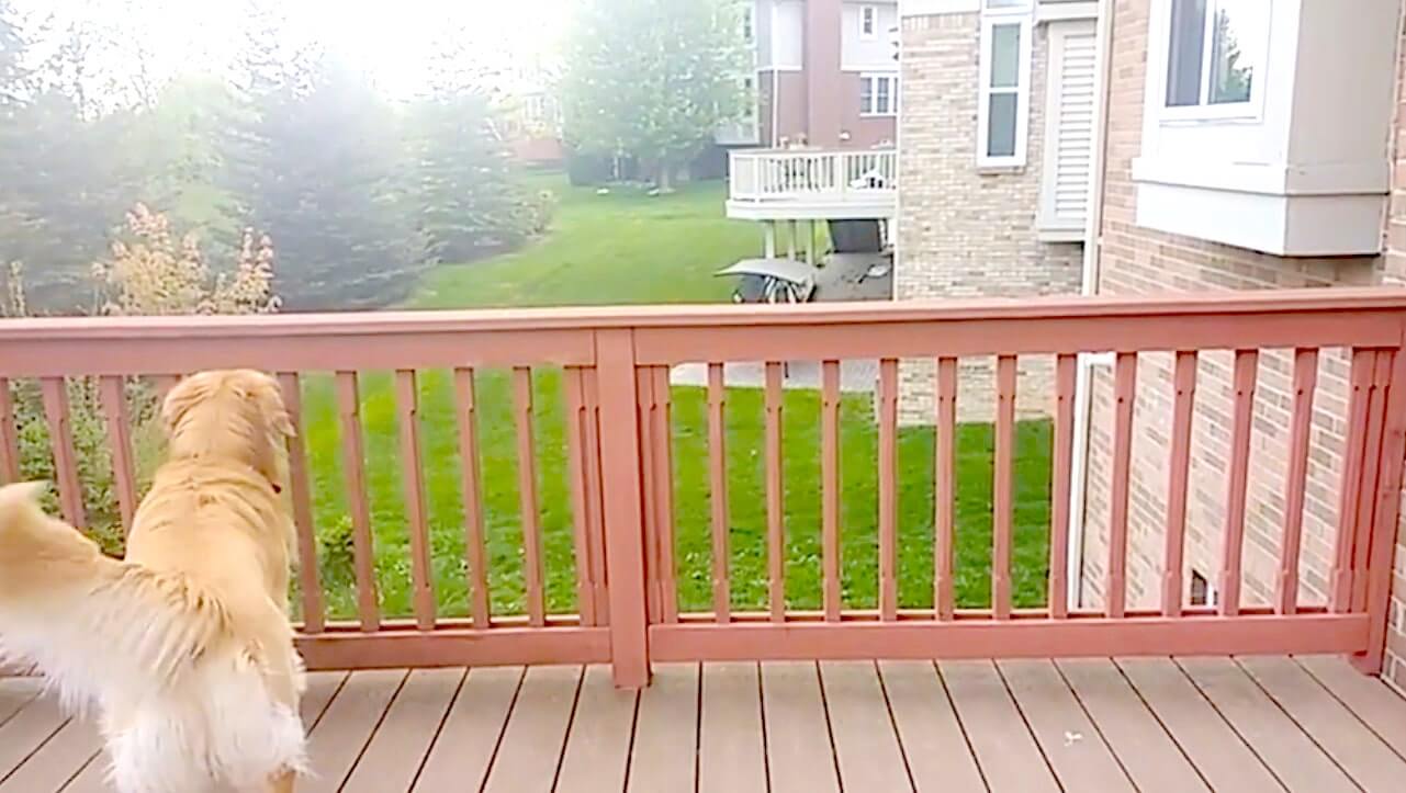 ゴールデンレトリーバー,動画