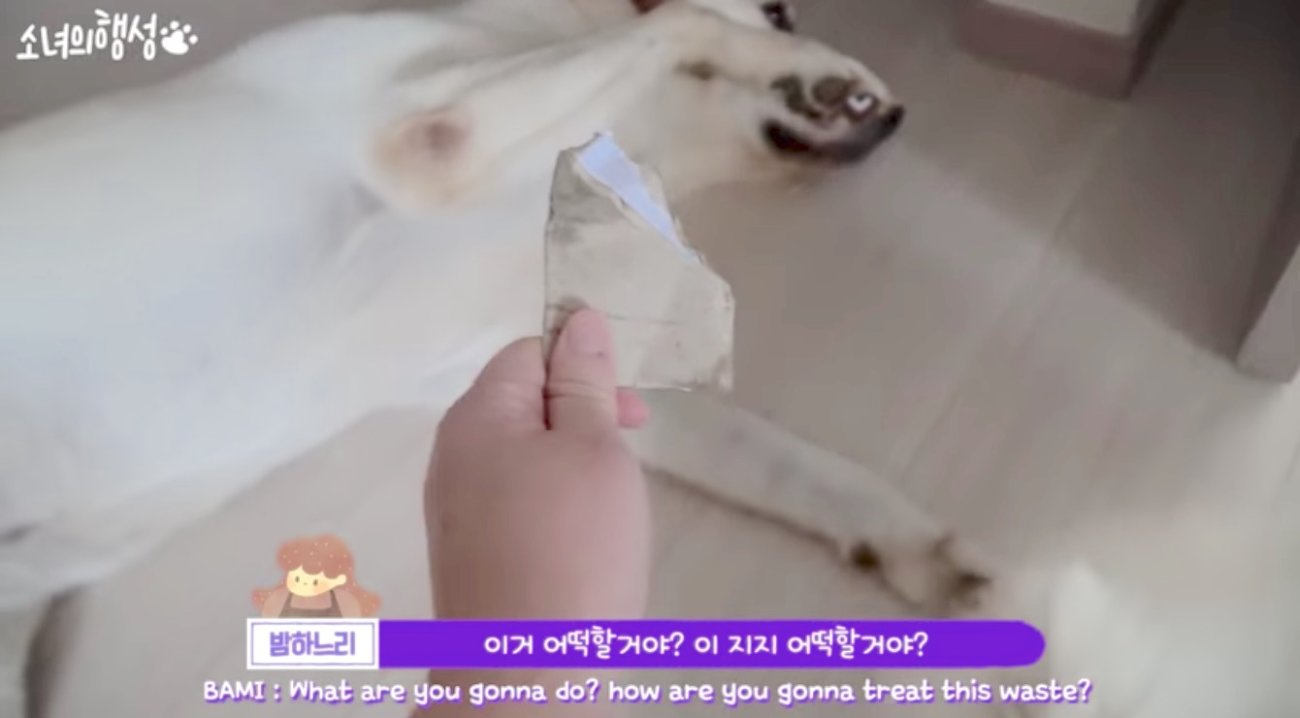 ラブラドールレトリーバー,動画