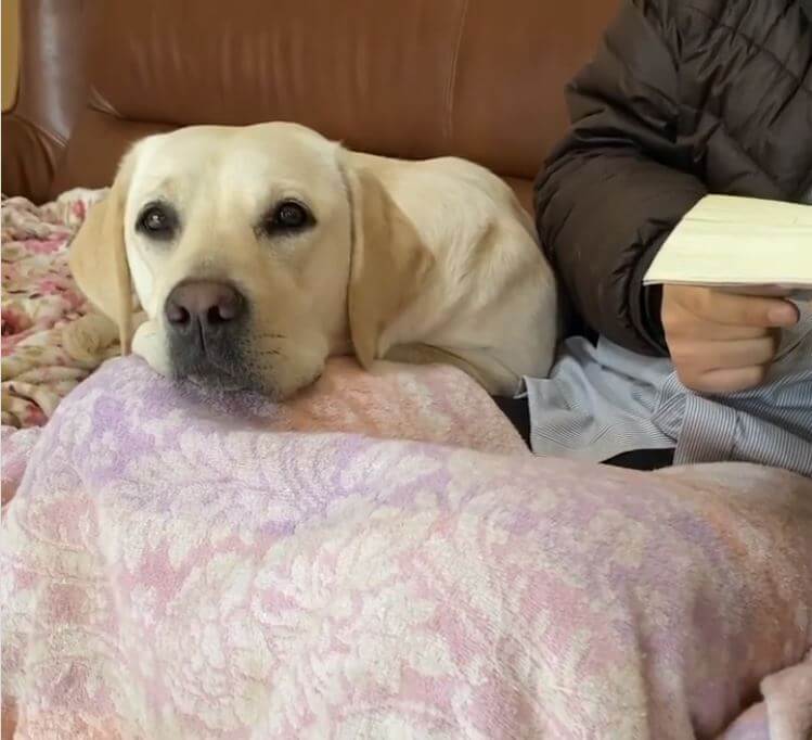 ラブラドールレトリーバー,動画