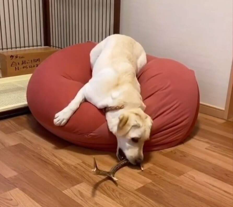 ラブラドールレトリーバー,動画