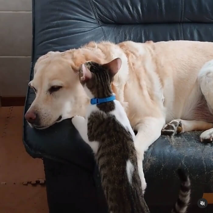 ラブラドールレトリーバー,動画