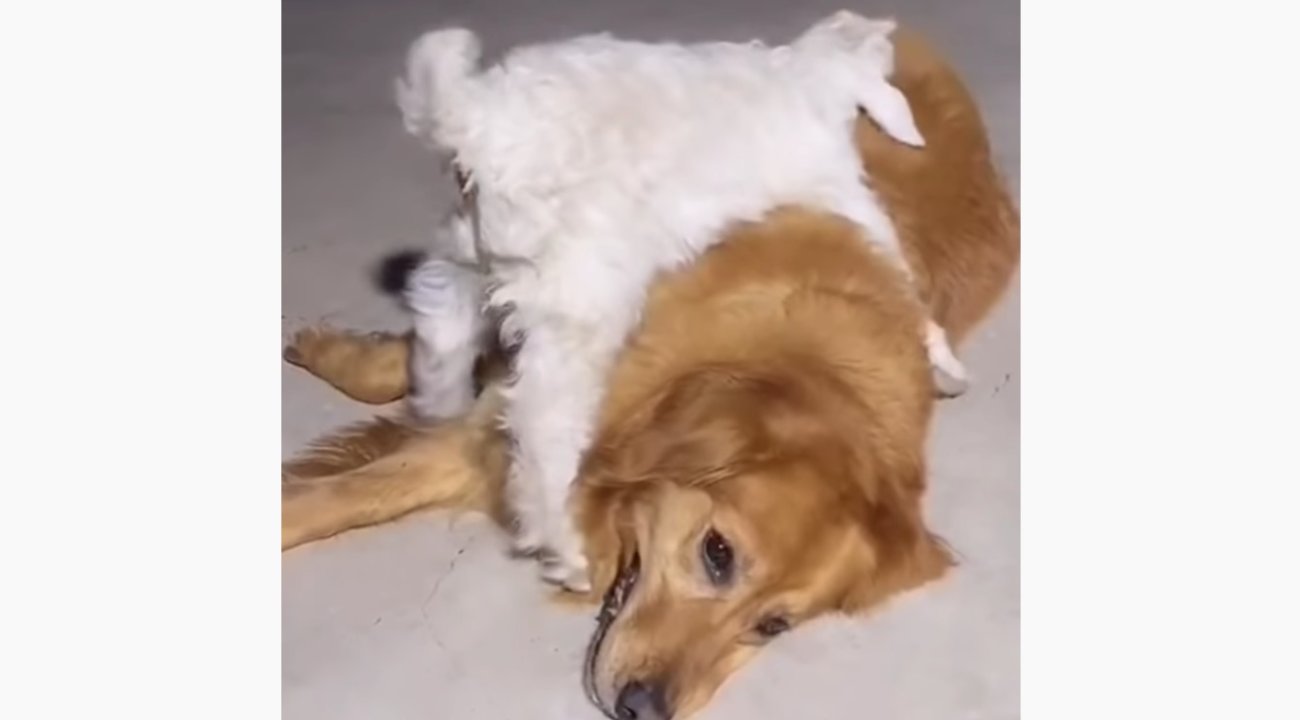 ゴールデンレトリーバー,動画