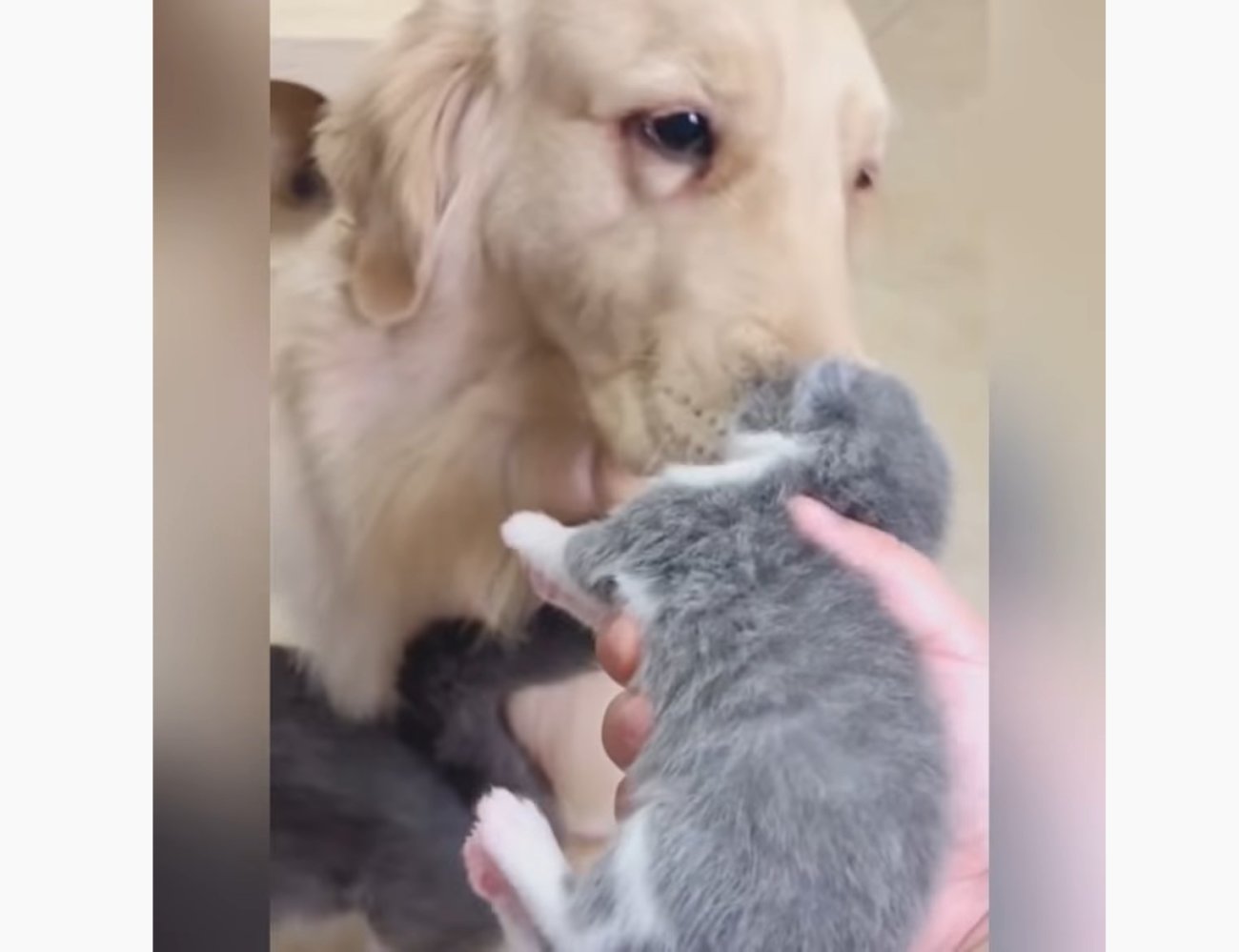 ゴールデンレトリーバー,動画