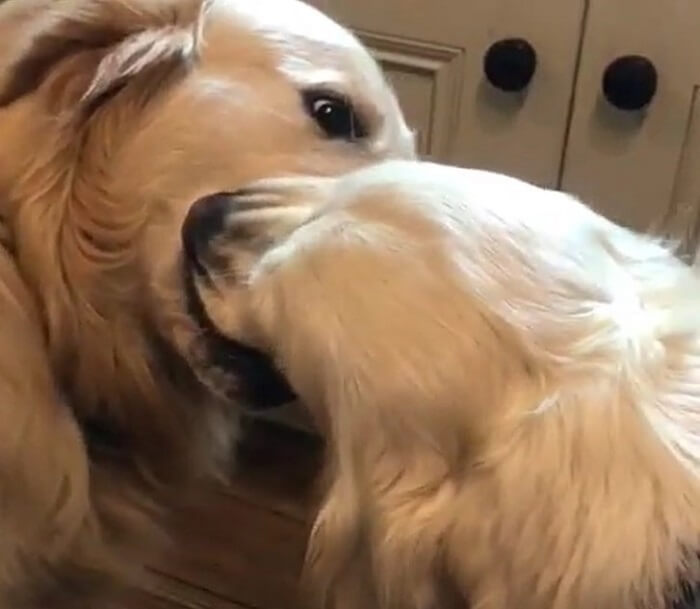 ゴールデンレトリーバー,動画