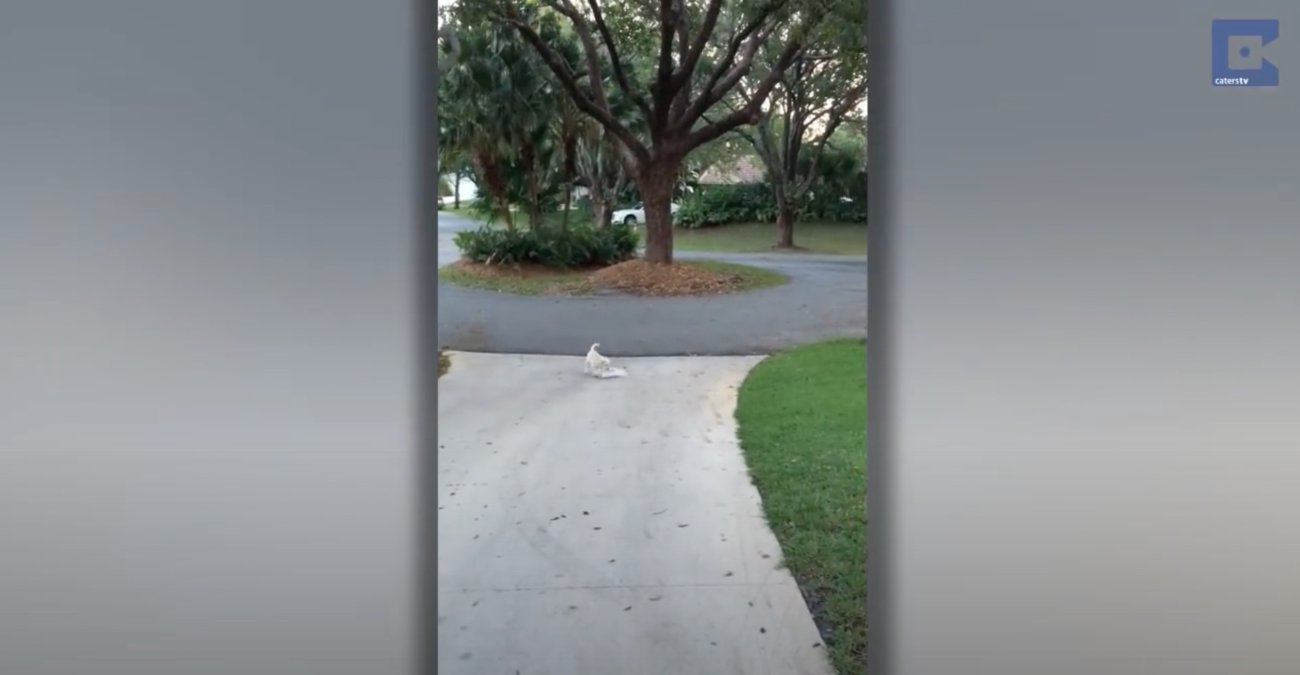 ラブラドールレトリーバー,動画