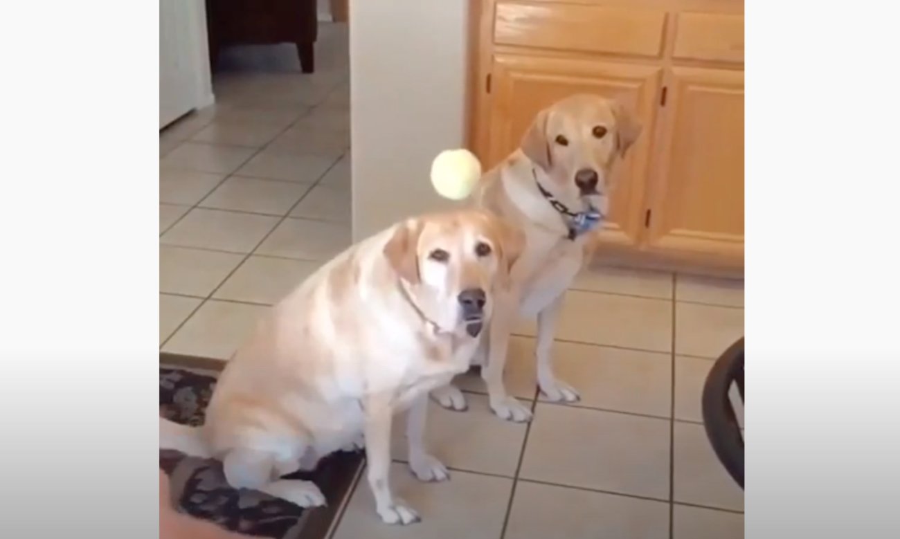 ラブラドールレトリーバー,動画