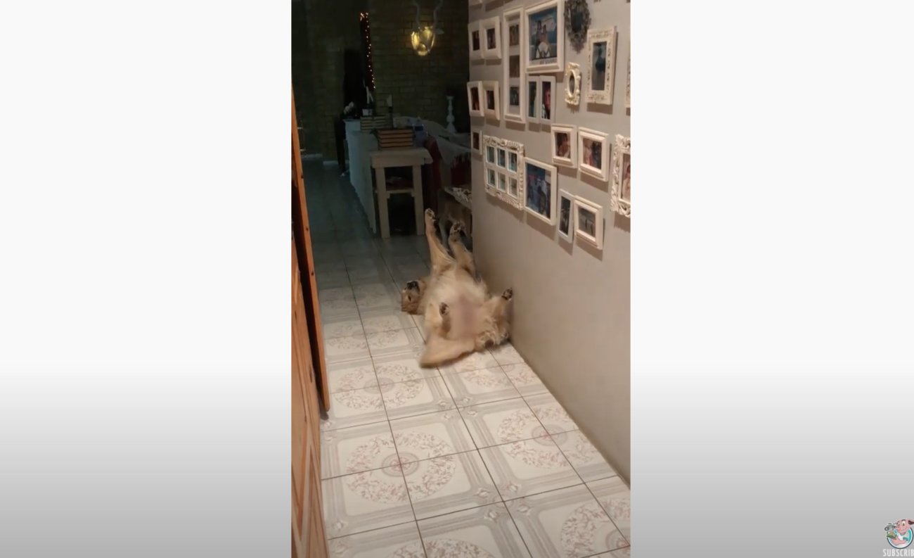 ゴールデンレトリーバー,動画