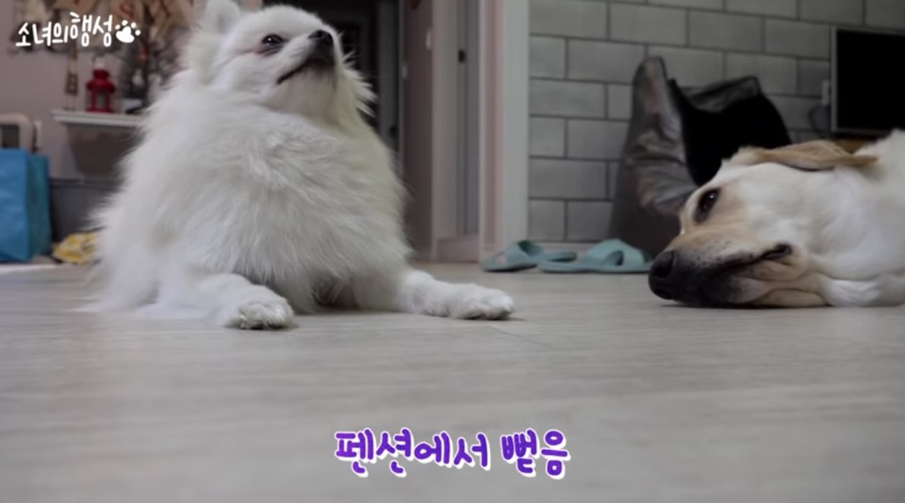 ラブラドールレトリーバー,動画