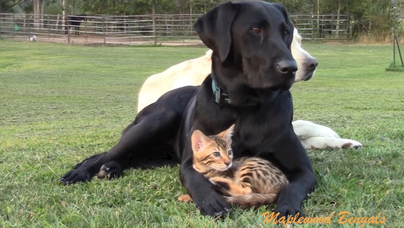 ラブラドールレトリーバー,動画