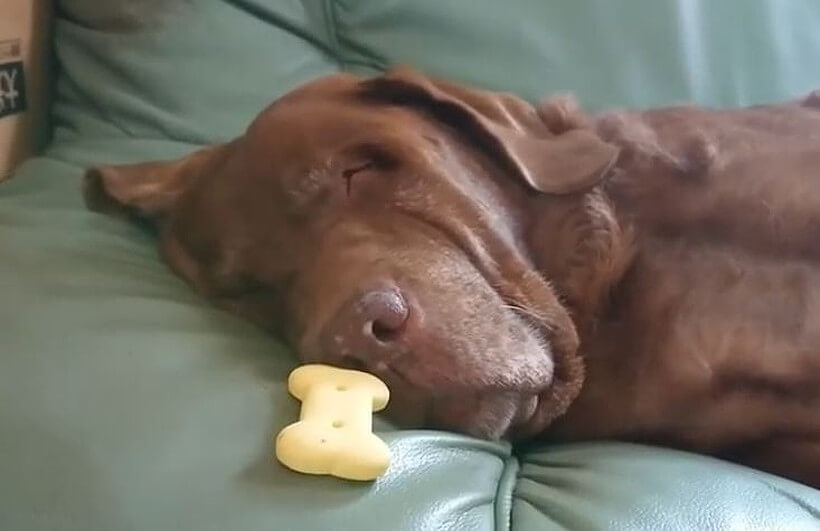 ラブラドールレトリーバー,動画