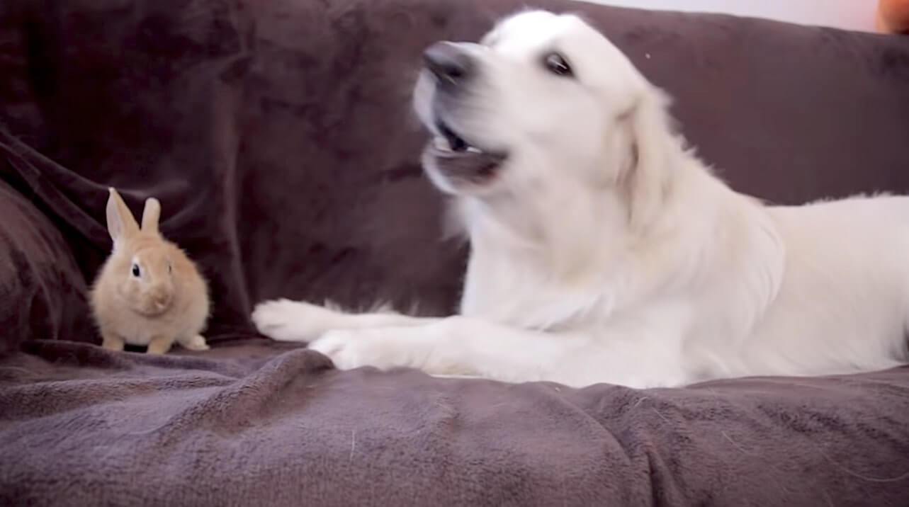 ゴールデンレトリーバー,動画