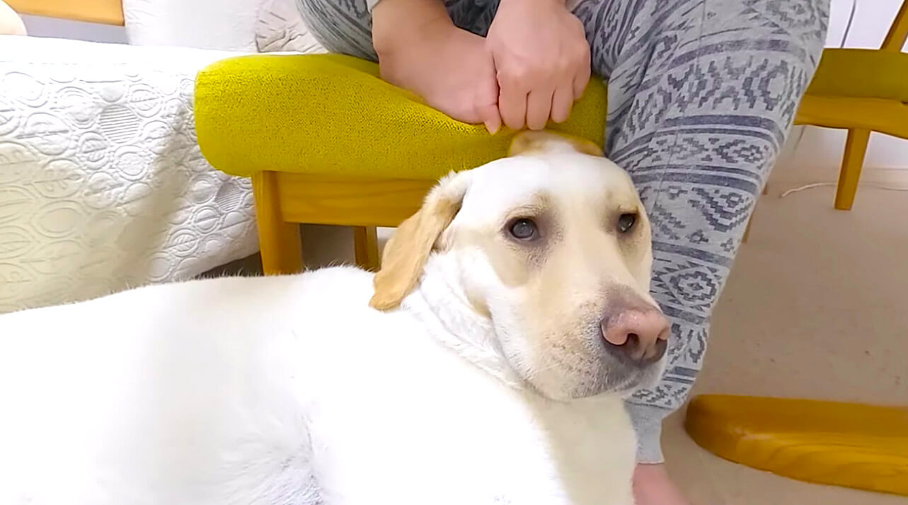 ラブラドールレトリーバー,動画