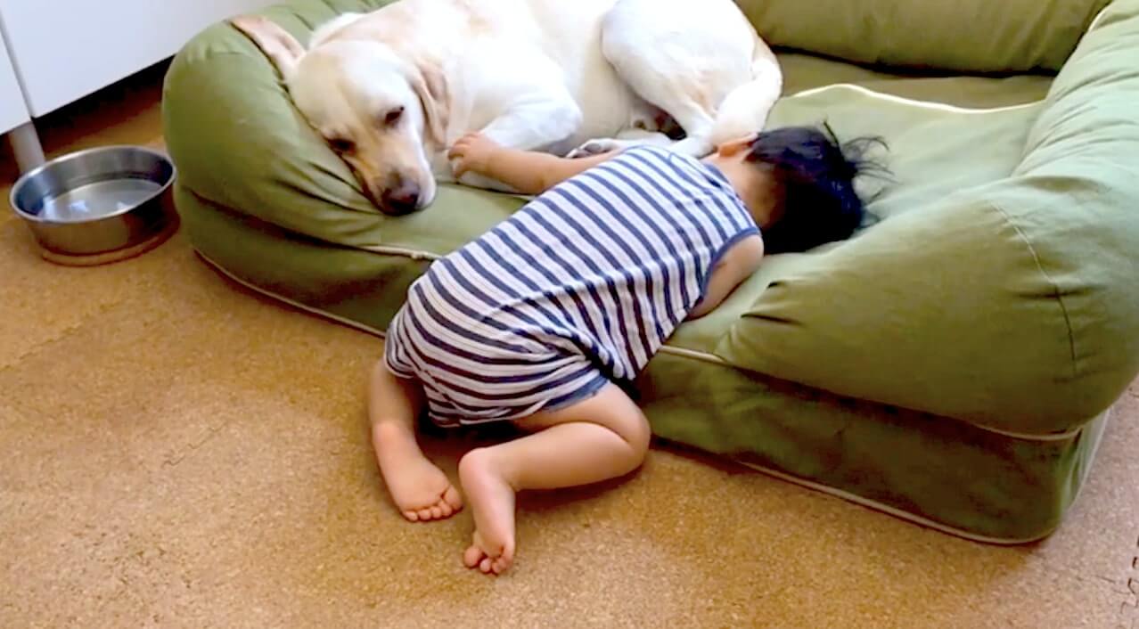 ラブラドールレトリーバー,動画