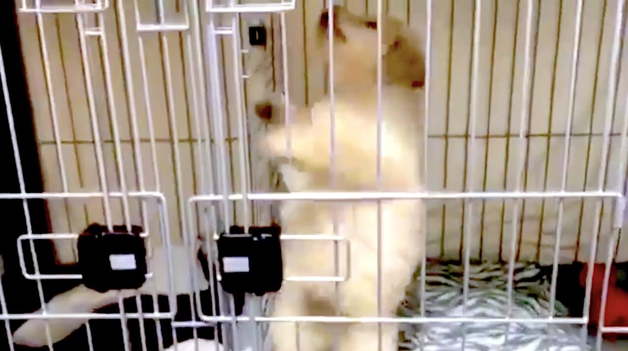 ゴールデンレトリーバー,動画