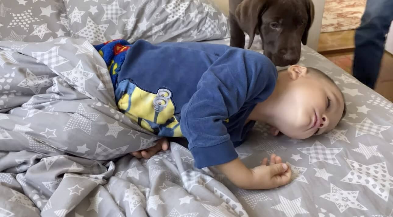 ラブラドールレトリーバー,動画