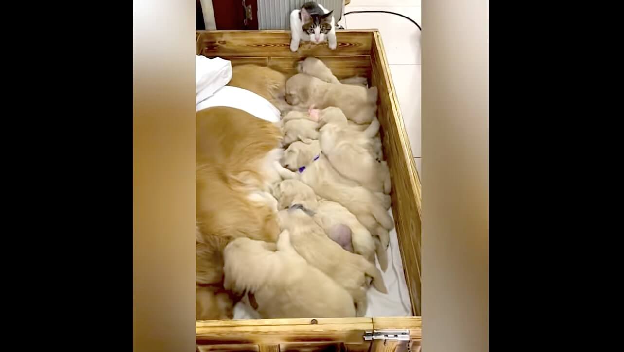 ゴールデンレトリーバー,動画