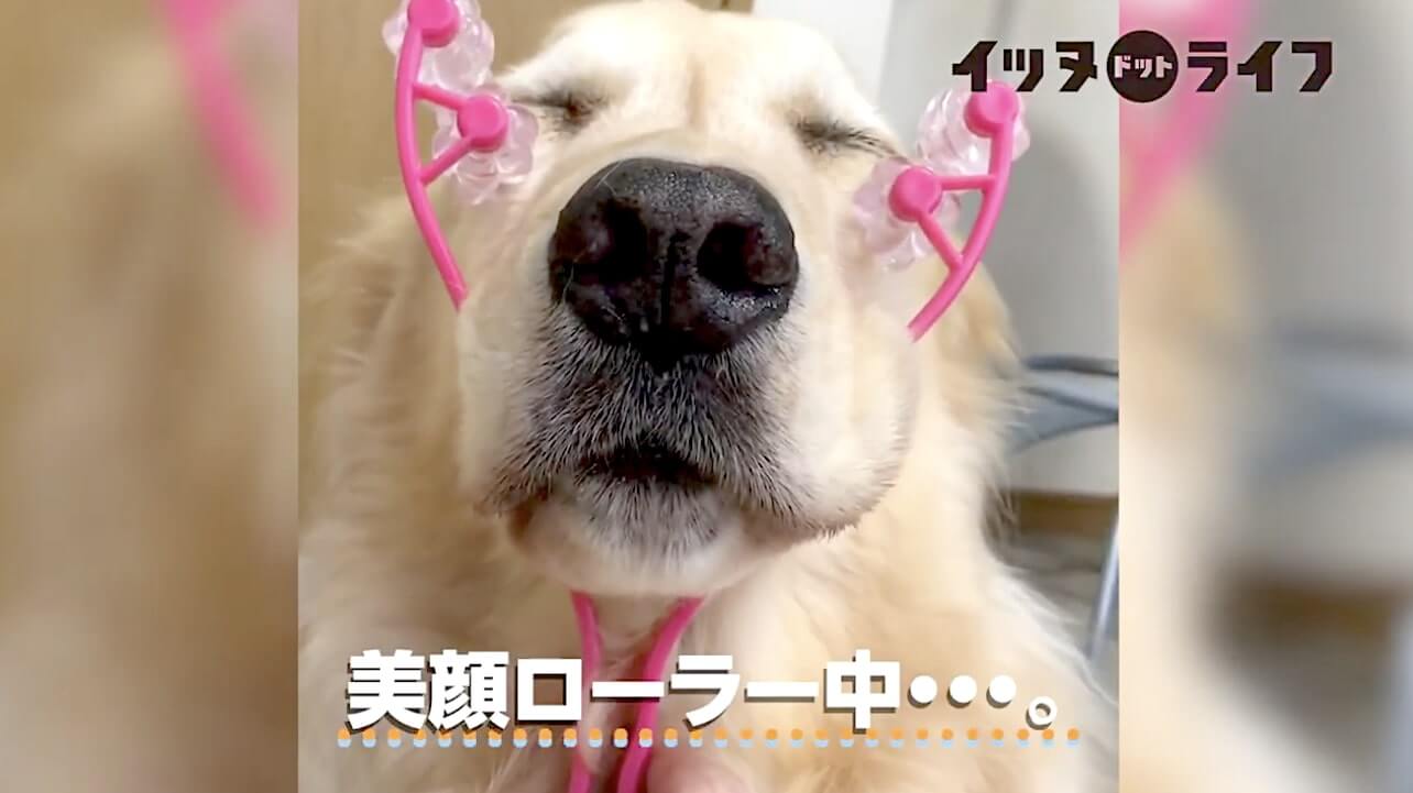 ゴールデン,動画,イッヌドットライフ