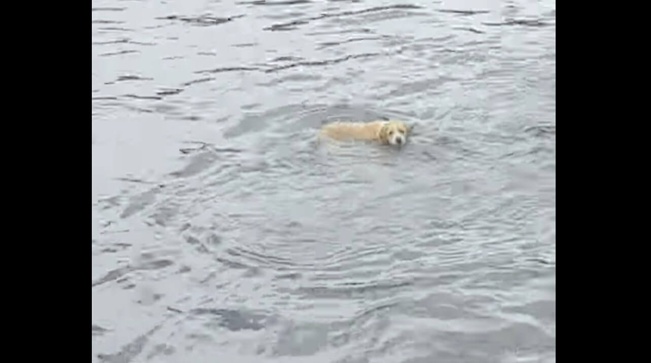 ラブラドールレトリーバー,動画