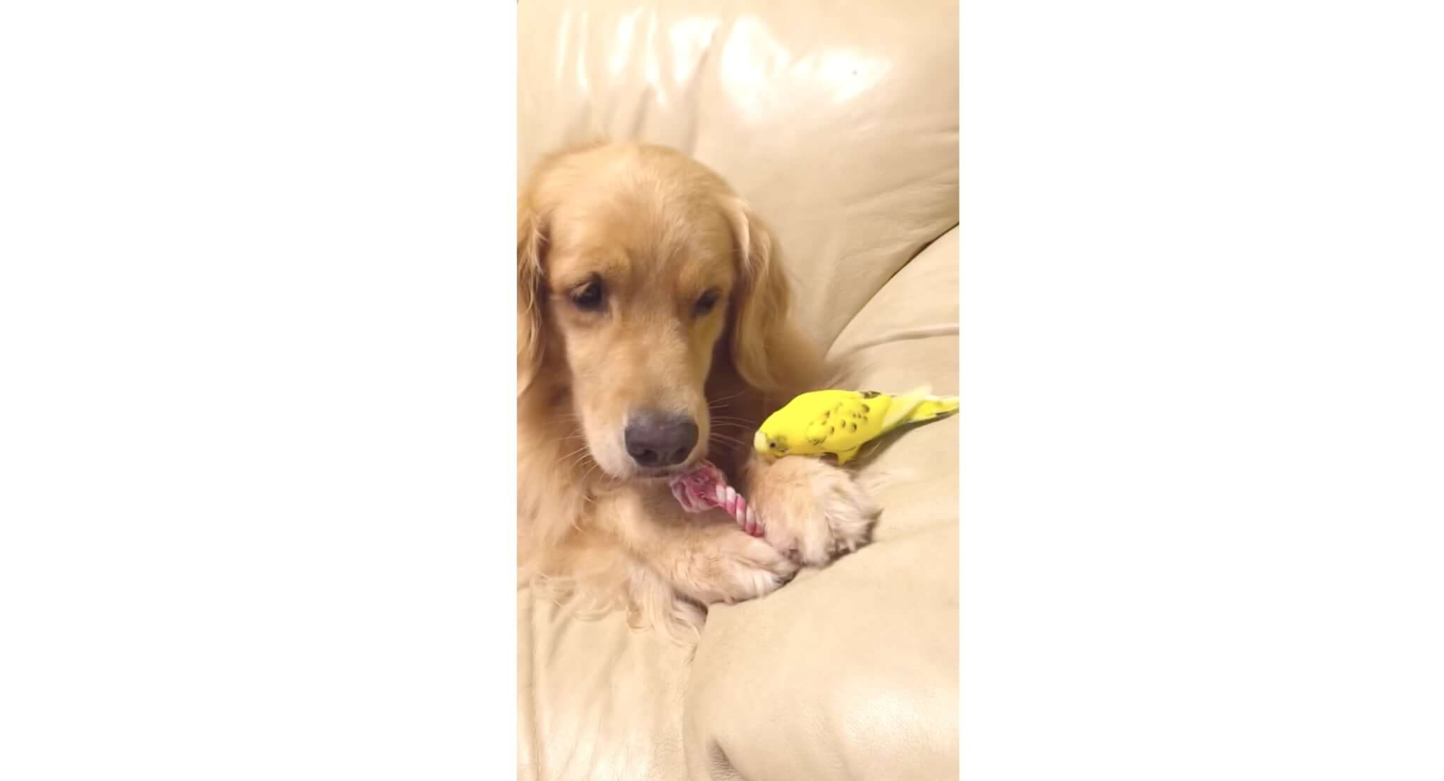 ゴールデンレトリーバー,動画