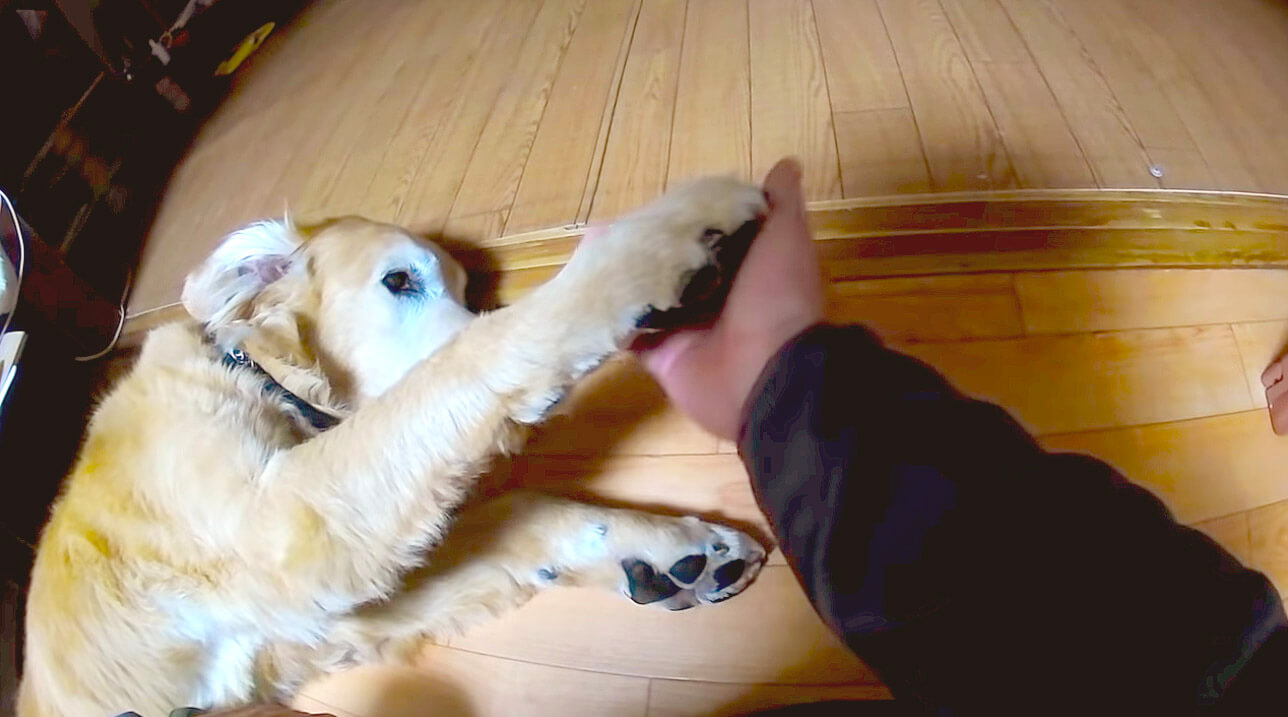 ゴールデンレトリーバー,動画