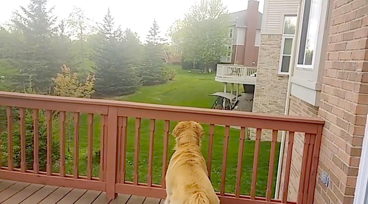 ゴールデンレトリーバー,動画