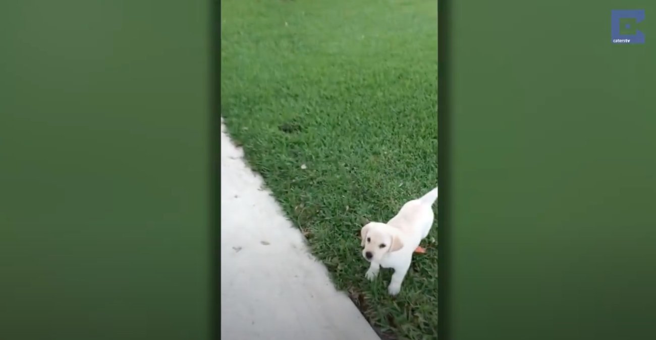 ラブラドールレトリーバー,動画