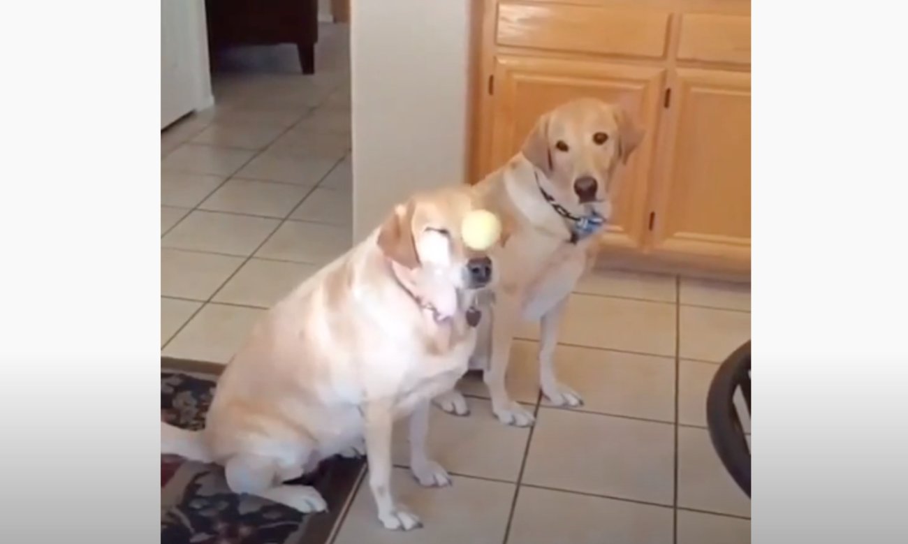 ラブラドールレトリーバー,動画