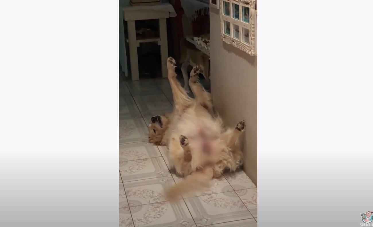 ゴールデンレトリーバー,動画