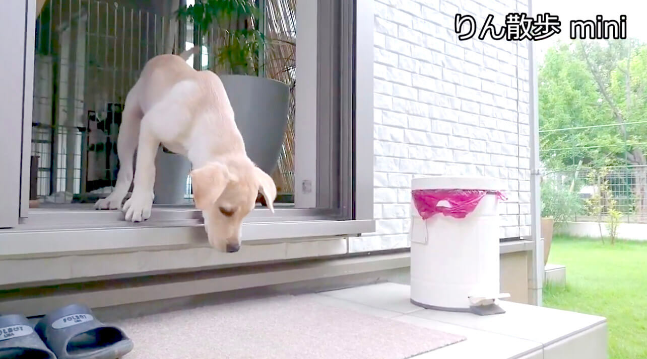 ラブラドールレトリーバー,動画