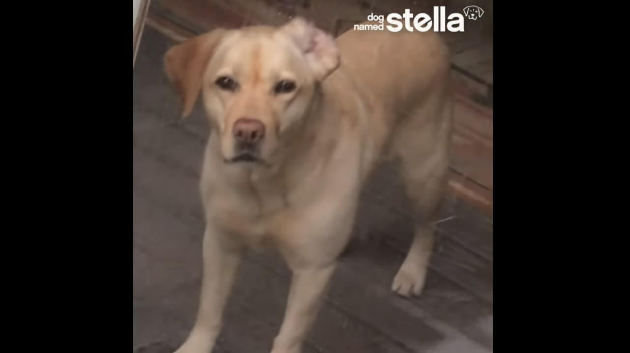 ラブラドールレトリーバー,動画